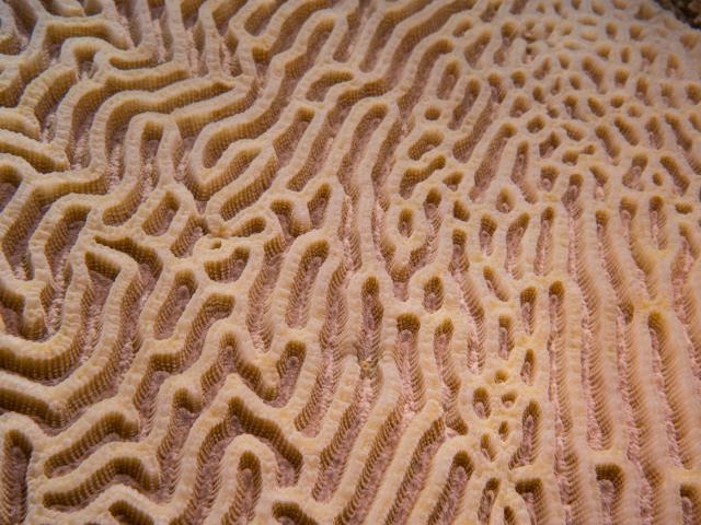 Atolls d'Entrecasteaux