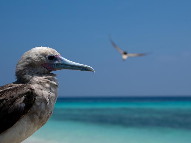 Atolls d'Entrecasteaux