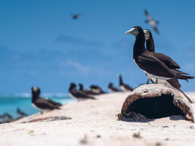 Atolls d'Entrecasteaux