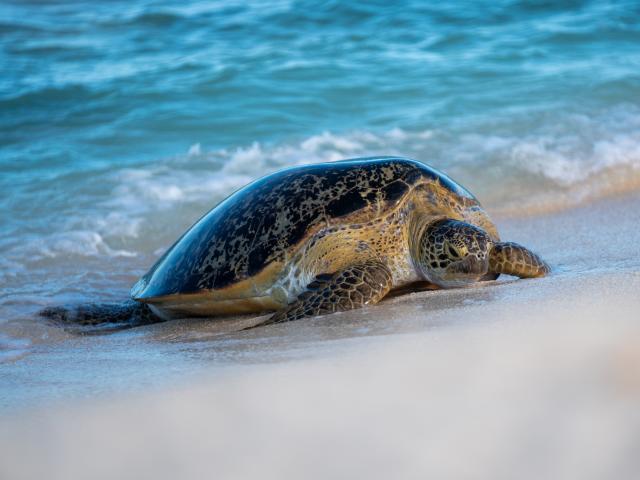 Atolls d'Entrecasteaux