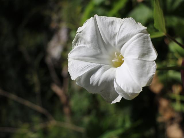 Ile de Walpole