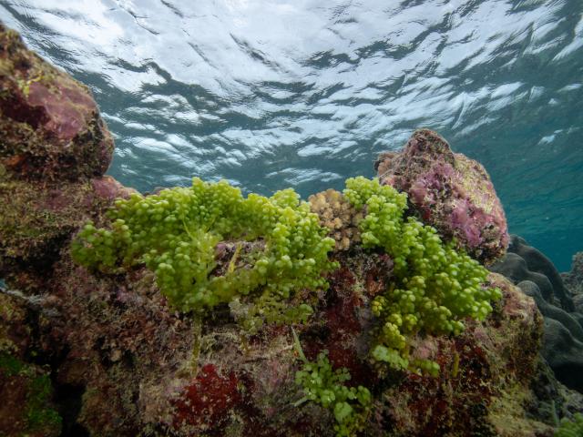 Ile Surprise Atolls d'Entrecasteaux