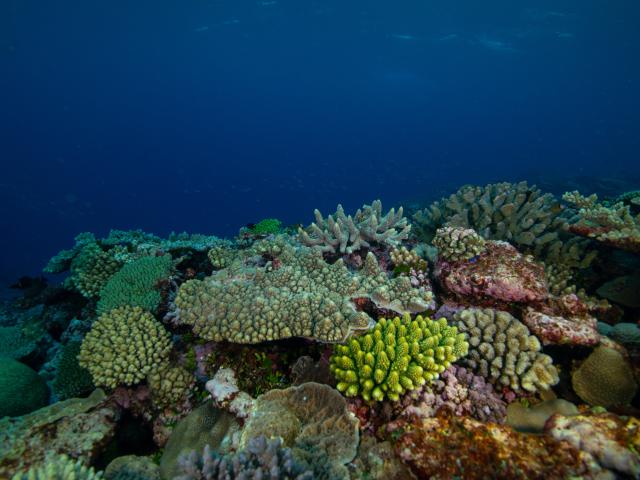Ile Surprise Atolls d'Entrecasteaux