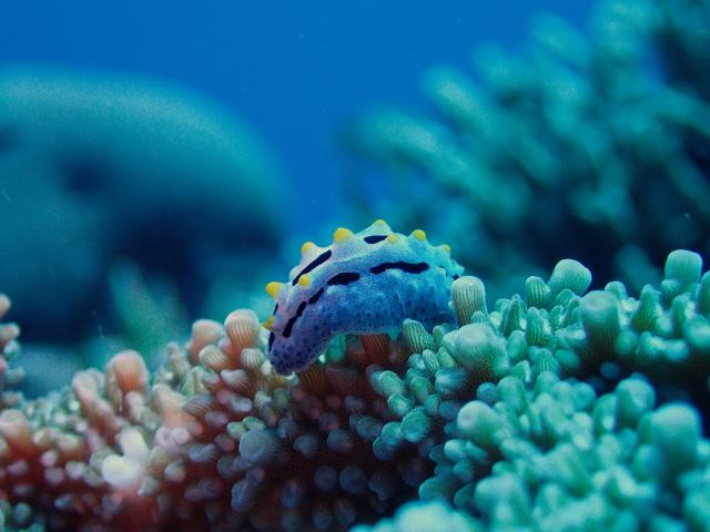Ilot Huon Atolls d'Entrecasteaux