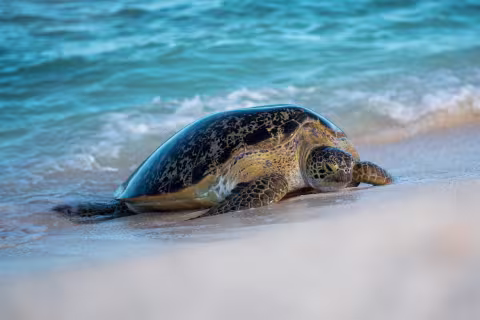Atolls d'Entrecasteaux — Coral Sea Natural Park, New Caledonia