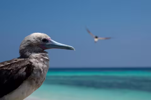 Atolls d'Entrecasteaux — Coral Sea Natural Park, New Caledonia