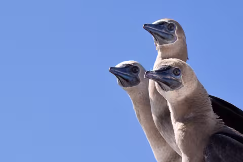 Fou A Pieds Rouges — Coral Sea Natural Park, New Caledonia