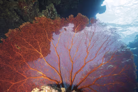 Grand Astrolabe — Coral Sea Natural Park, New Caledonia