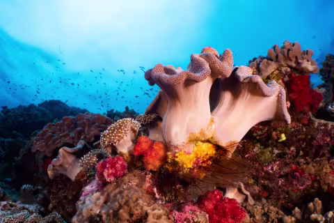 Grand Astrolabe — Coral Sea Natural Park, New Caledonia