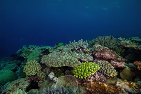 Ile Surprise Atolls d'Entrecasteaux — Coral Sea Natural Park, New Caledonia