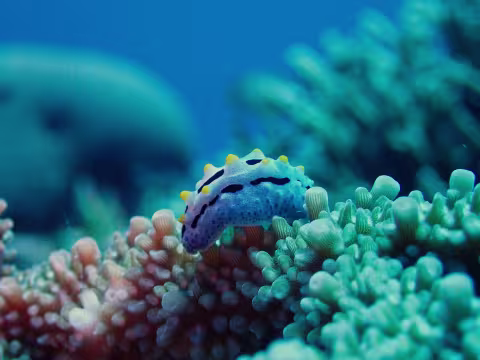 Ilot Huon Atolls d'Entrecasteaux — Coral Sea Natural Park, New Caledonia